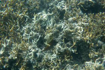 Fototapeta na wymiar A puffer fish among corals in Togian islands