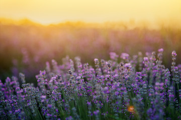 Beautiful lavender fields at sunset.