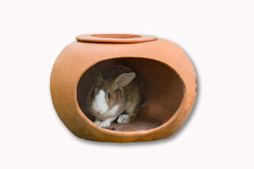 Rabbit in pottery hole on white background with clipping path