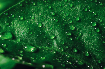 Drops of water on green leaves of seedlings of young pepper grown in a greenhouse, background texture