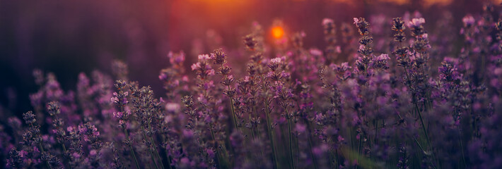 Beautiful lavender fields at sunset.