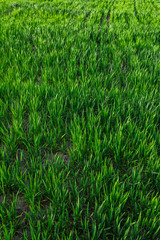 green grass on green background. Green field