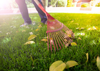 Man picking up fallen autumn leaves in the yard