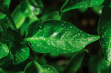Drops of water on green leaves of seedlings of young pepper grown in a greenhouse, background texture