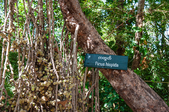 Feigenbaum