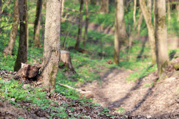 Spring forest in sunny day, view to the green grass and wildflowers under the trees, selective focus