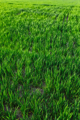 Obraz premium green grass on green background. Green field