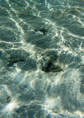 A picasso fish seeking food