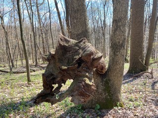 Obraz premium Old dead tree fallen over