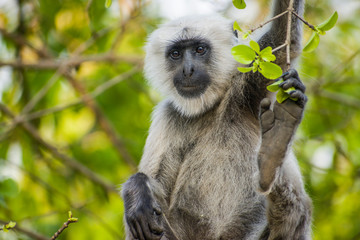 A black face with white fringing is how the Vervet Monkey is identified. The rest of the body is a...
