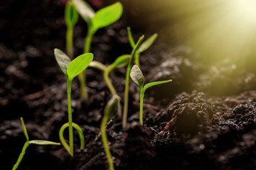 Young Plant Growing In Sunlight. The seedling are growing from the rich soil to the morning sunlight that is shining