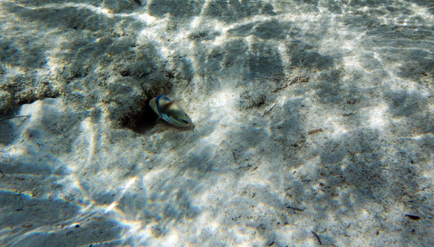 A picasso fish seeking food