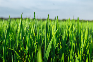 green grass on green background. Green field