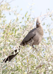go away bird on a bush