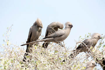 go away bird on a bush