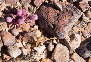 Beautiful pink flower in the desert