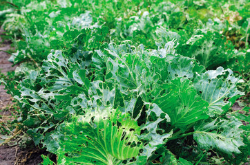 Cabbage leaves eaten by slugs, parasite spoils the harvest
