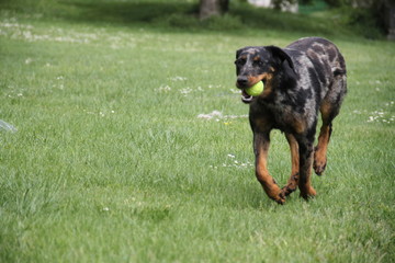 Sheepdogs domestic garden puppy playing together