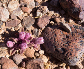Beautiful pink flower in the desert