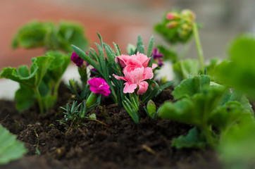 pink flowers in the garden