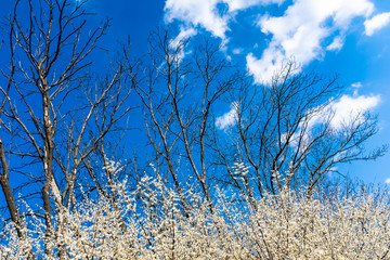Pair of tree and bushes crowns - one without leaves, other one already blooming