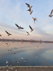 flock of seagulls