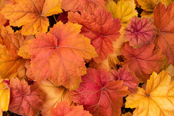 Autumn leaves abstract pattern.
