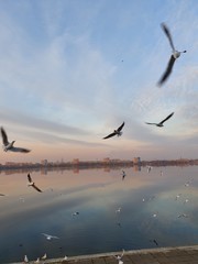 River gulls fly over the river in the city at sunset. Beautiful evening landscape.
