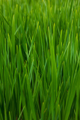 Fototapeta na wymiar Fresh blades of grass macro closeup
