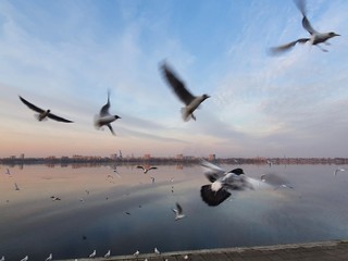 Seagulls fly in the sky over the river at sunset