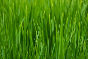 Fototapeta na wymiar Green grass fading out of focus. 