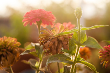 red and yellow flower