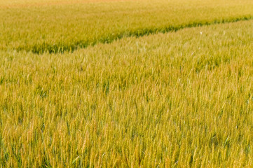 golden wheat field background