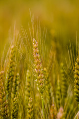 golden wheat field close up - background