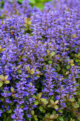 Fototapeta premium Purple flowers in garden.