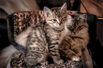 Fototapeta na wymiar blanket house striped gray-cream kitten and cat are resting on a spotted blanket, a cute screensaver with fluffy animals, selective focus and a cozy picture of life, a Scandinavian hygge