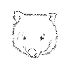 illustratuin with wombat sketch isolated on white background, wombat, vector sketch illustration