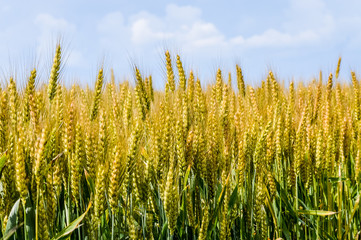 golden wheat field and blue sky