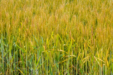 golden wheat field background