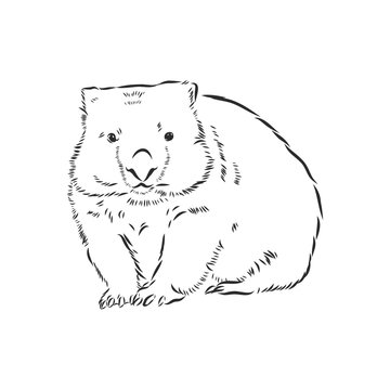illustratuin with wombat sketch isolated on white background, wombat, vector sketch illustration