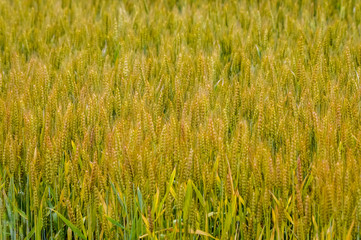 golden wheat field background