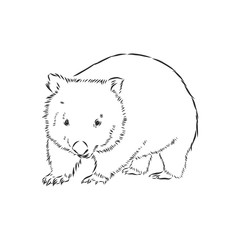 illustratuin with wombat sketch isolated on white background, wombat, vector sketch illustration