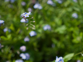 forget me not flowers