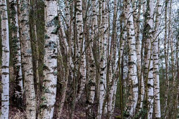 Fototapeta premium Björkskog, björk