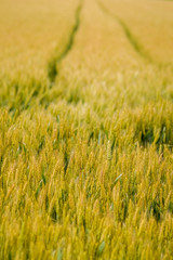 golden wheat field background