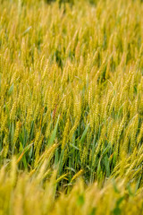 golden wheat field background