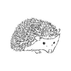 Hedgehog sketch drawing isolated on white background, hedgehog, vector sketch illustration