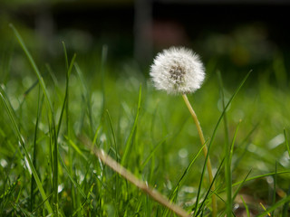 dandelion in the grass