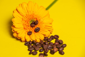 yellow gerbera and coffee beans on a yellow background