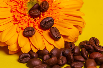 yellow gerbera and coffee beans on a yellow background